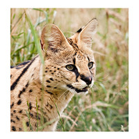 Buy canvas prints of African Malawi Serval by Peter Wilson