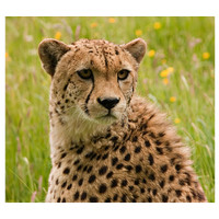 Buy canvas prints of Cheetah by Peter Wilson