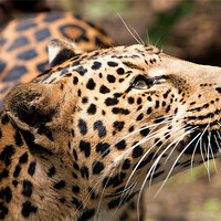 Buy canvas prints of Amur Leopard by Peter Wilson