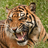 Buy canvas prints of Siberian Tiger by Peter Wilson