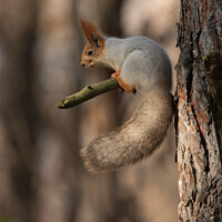 Buy canvas prints of Squirrel on branch by Vladimir Sidoropolev