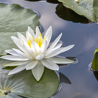 Buy canvas prints of  Water lily by Vladimir Sidoropolev
