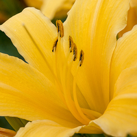 Buy canvas prints of  Yellow lily by Vladimir Sidoropolev