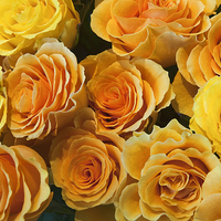 Buy canvas prints of  Yellow roses by Vladimir Sidoropolev