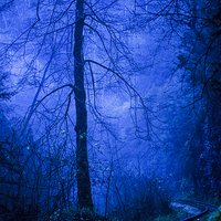 Buy canvas prints of  In the dark blue forest by Vladimir Sidoropolev