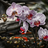 Buy canvas prints of  Orchid by Vladimir Sidoropolev