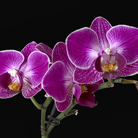 Buy canvas prints of Orchid by Vladimir Sidoropolev