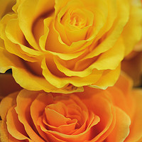 Buy canvas prints of yellow roses by Vladimir Sidoropolev