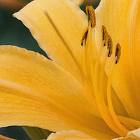 Buy canvas prints of Yellow lily by Vladimir Sidoropolev