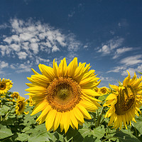 Buy canvas prints of Sunflowers by Vladimir Sidoropolev