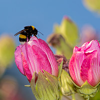 Buy canvas prints of Flowers and bumblebee by Vladimir Sidoropolev