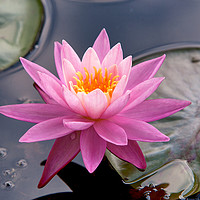 Buy canvas prints of Water lily  by Vladimir Sidoropolev