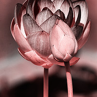 Buy canvas prints of Lotus by Vladimir Sidoropolev