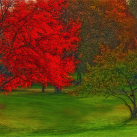 Buy canvas prints of AUTUMN IN THE PARK by Tom York