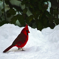 Buy canvas prints of A WINTER CARDINAL by Tom York