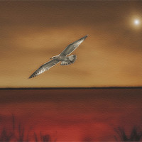 Buy canvas prints of FLIGHT OF THE GULL by Tom York