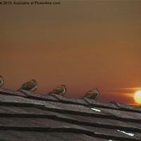 Buy canvas prints of FOUR FINE FEATHERED FRIENDS by Tom York