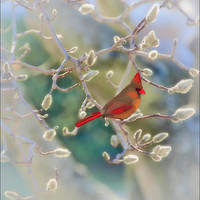 Buy canvas prints of CARDINAL IN THE PUSSY WILLOWS by Tom York