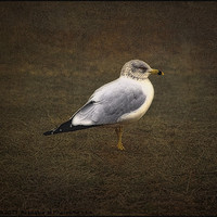 Buy canvas prints of THE LONELY GULL by Tom York