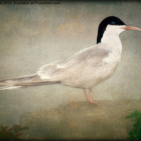 Buy canvas prints of PORTRAIT OF A TERN by Tom York