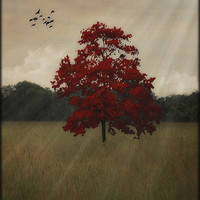 Buy canvas prints of A TREE IN AUTUMN by Tom York