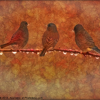 Buy canvas prints of THREE LITTLE BIRDS by Tom York