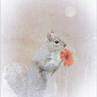 Buy canvas prints of A SQUIRREL IN LOVE by Tom York