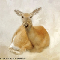 Buy canvas prints of THE DOE by Tom York