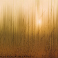 Buy canvas prints of MORNING TRANQUILITY by Tom York