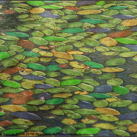 Buy canvas prints of LILY PADS by Tom York