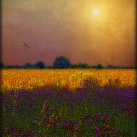 Buy canvas prints of SUNSET IN THE MEADOW by Tom York