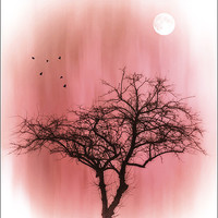 Buy canvas prints of A TREE IN PINK by Tom York
