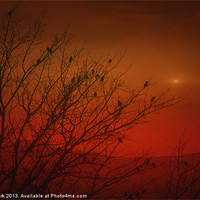 Buy canvas prints of BIRDS AT SUNSET by Tom York