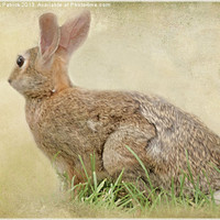 Buy canvas prints of BROWN BUNNY by Tom York