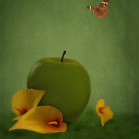 Buy canvas prints of ONE APPLE FELL by Tom York