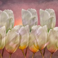 Buy canvas prints of TULIP ABSTRACT by Tom York