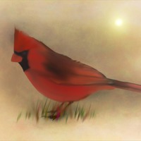 Buy canvas prints of NORTH AMERICAN CARDINAL by Tom York