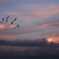 Buy canvas prints of SNOW GEESE IN THE CLOUDS by Tom York