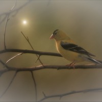 Buy canvas prints of GOLDFINCH IN THE SUNLIGHT by Tom York