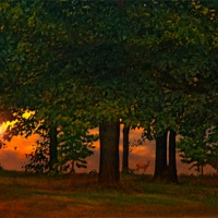 Buy canvas prints of SUNSET THROUGH THE FOREST by Tom York