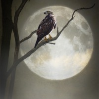 Buy canvas prints of A HAWK IN THE MOONLIGHT by Tom York