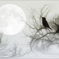 Buy canvas prints of JACKDAWS IN THE MOONLIGHT by Tom York