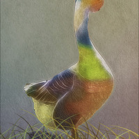 Buy canvas prints of A Goose Of Many Colors by Tom York