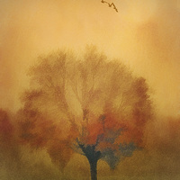 Buy canvas prints of The Painted Tree by Tom York