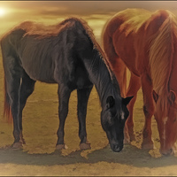 Buy canvas prints of Horses In The Sunset by Tom York