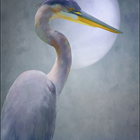 Buy canvas prints of Portrait Of A Heron by Tom York