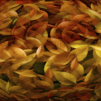 Buy canvas prints of Fallen Leaves by Tom York
