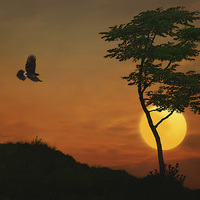 Buy canvas prints of A Hawk In The Sunset by Tom York