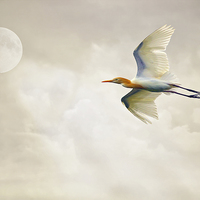 Buy canvas prints of Egret In The Sky by Tom York