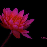 Buy canvas prints of Water Lily by Tom York
